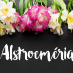 Cuidados com sua alstroeméria (astromélia)