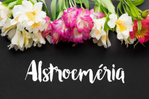 Cuidados com sua alstroeméria (astromélia)