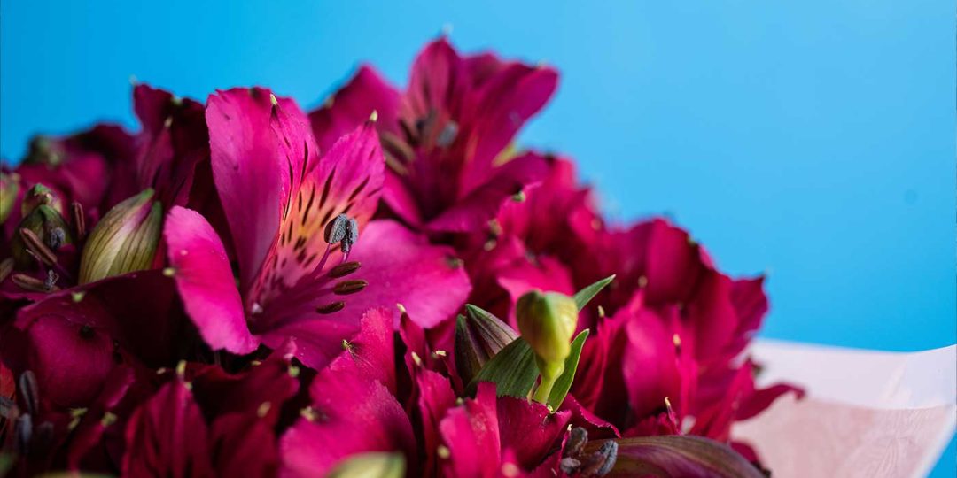 banner-astromelias-kero-flor-5